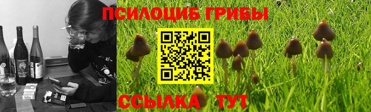 Галлюциногенные грибы Psilocybe Заречный
